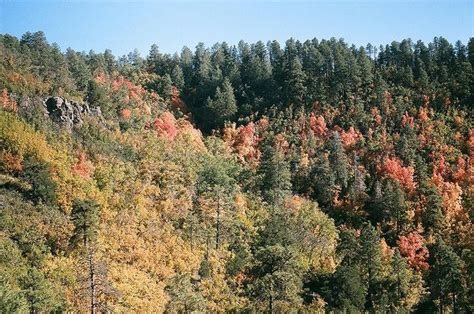 Autumn on Mingus Mountain near Jerome AZ | Fall colors, Outdoor, Farmland