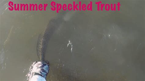 Summer Speckled Trout Wade Fishing In Baffin Bay Texas YouTube