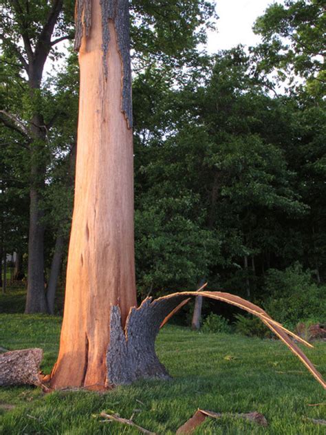 When lightning strikes, is the tree out? - Indiana Yard and Garden ...