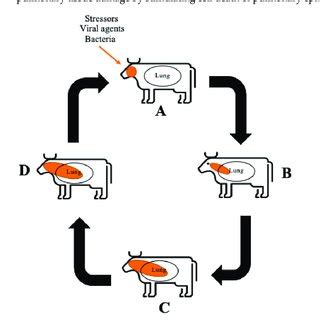 Schematic Overview Of Brd Progression A The Immune System Is