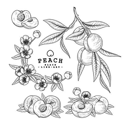 Premium Vector Sketch Peach Decorative Set Hand Drawn Botanical