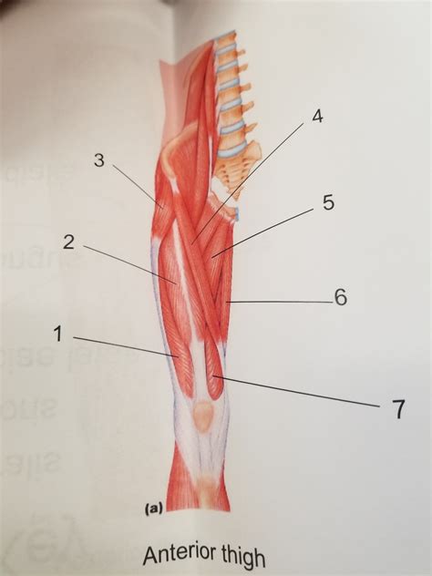 Anterior Thigh Muscles Diagram Quizlet