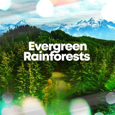 Evergreen Rainforests Album By Nature And Rainforest Sounds