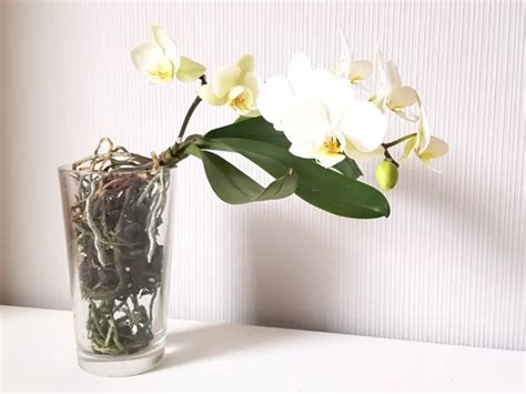 Comment Faire Vivre Une Orchid E Sans Terre Facilement