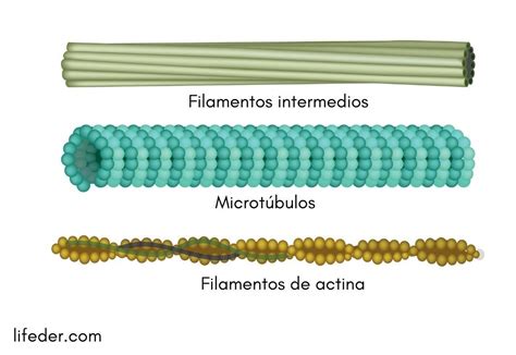 Citoesqueleto Qu Es Caracter Sticas Estructura Funciones