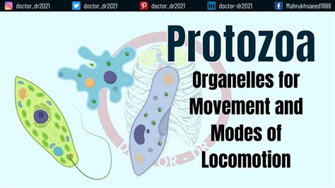 Protozoa Organelles For Movement And Modes Of Locomotion