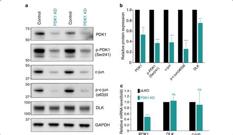 Pdk1 Knockdown Leads To Downregulation Of The Dlkc Jun Pathway A Download Scientific Diagram