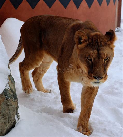 Tocar Na Neve Um Le O Um Dos Quatro Grandes Gatos Do G Nero Panthera