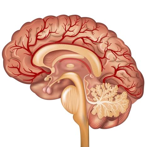 Diagrama Cerebro Im Genes Vectoriales Gr Fico Vectorial De Diagrama