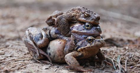 Croak It Female Frogs Fake Death To Avoid Sex With Unappealing Males