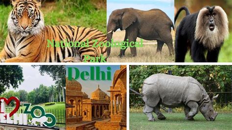 Zoo Dili National Zoological Park Delhi Best Place To Visit In