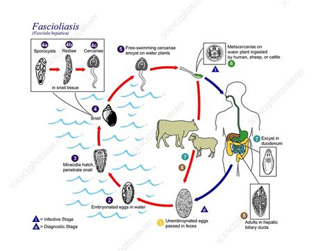 Fasciola Gigantica Life Cycle