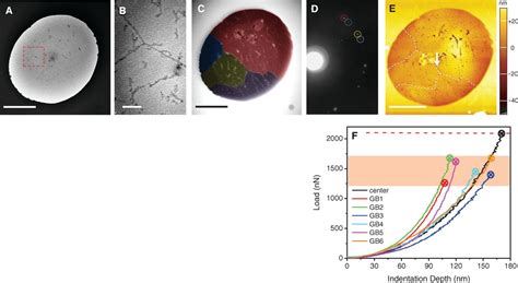 High Strength Chemical Vapordeposited Graphene And Grain Boundaries Science