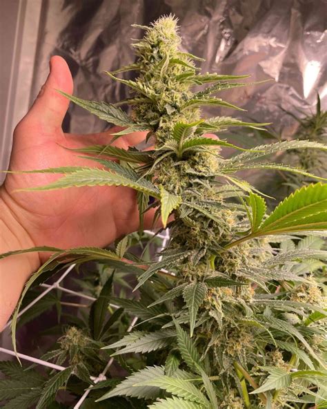 A Comprehensive Guide To Growing White Widow Cannabis Strain 420 Gas House