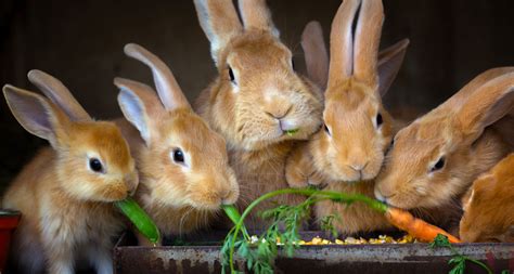 Wat Eten Konijnen En Welk Voer Geef Je Pets Place