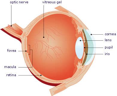 Fovea Eye Diagram