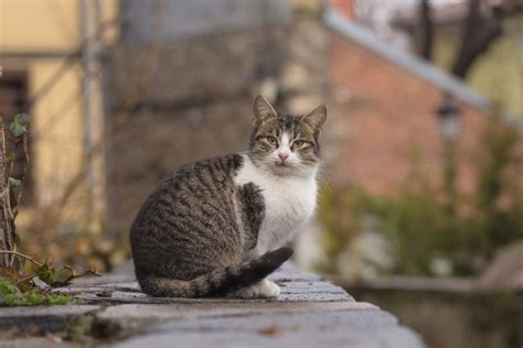 Kosten Katzenhaltung Aufwand pro Monat im Überblick Haustiernasen