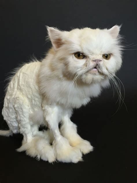 Samantha Taxidermy Pet Persian Cat By Lauren Kane Of Precious