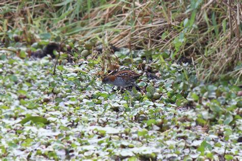 Baillon S Crake From Meadowlands Rd Carina Qld Australia On