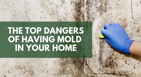 The Top Dangers Of Having Mold In Your Home