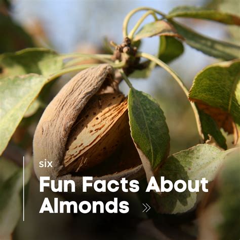 6 Fun Facts About Almonds My Husbands Nuts