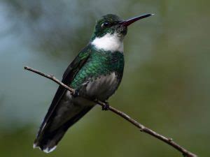 White Throated Hummingbird Species Hummingbirds Plus