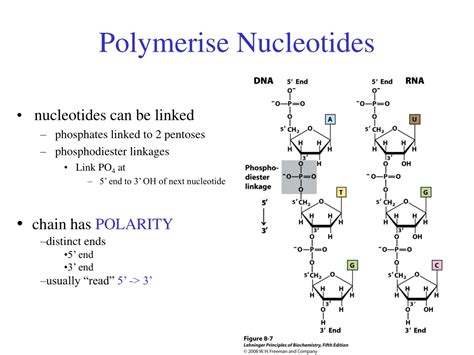 Ppt 8 Nucleotides And Nucleic Acids Powerpoint Presentation Free