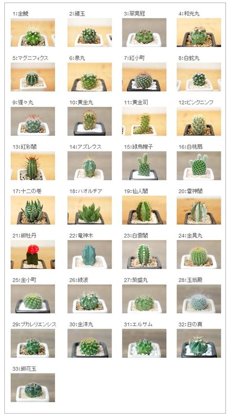 Types Of Cactus Chart