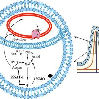 Polyamine Acquisition And Retroconversion By C Parvum The Host Cell