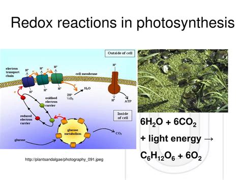 PPT - Oxidation and Reduction Reactions PowerPoint Presentation, free ...