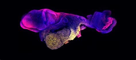 New Advances In Stem Cell Derived Mouse Embryo Model