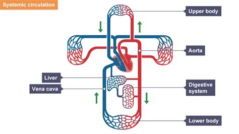 11+ Diagram Of The Heart Oxygenated And Deoxygenated Blood | Robhosking ...