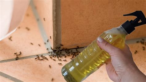 Insecticida casero rocíalo y te librarás de hormigas arañas