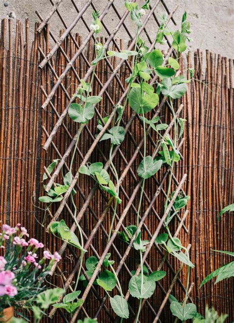 27 DIY Trellis Ideas for a Stunning Garden Display