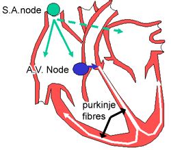 SA Node Histology