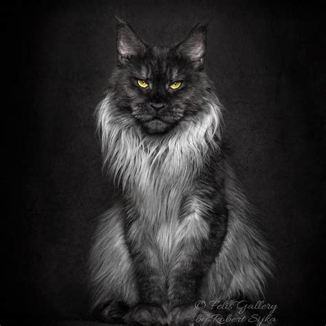 30 Majestic Pictures Of Maine Coon Cats By Robert Sijka