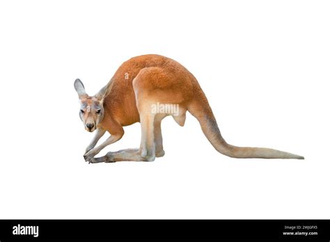 Kangaroo Isolated On White Background Stock Photo Alamy