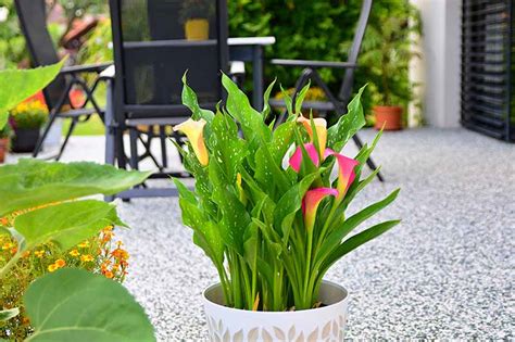 How To Care For Calla Lily Outdoors Back Gardener