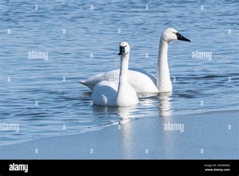 Tundra Swan Cygnus Columbianus Couple Swim In Lake At Middle Creek