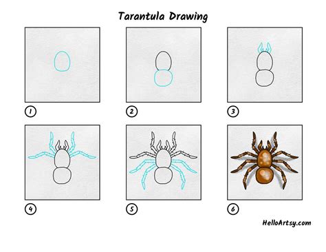 Tarantula Drawing Clark Priariver