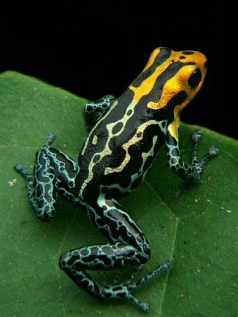 Red Headed Poison Frog Ranitomeya Fantastica Dart Frog Frog Pet Frogs