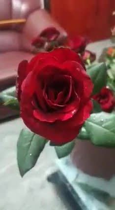 Red Roses Greenworldld Greenworldld Flowers Redroses Green Nature