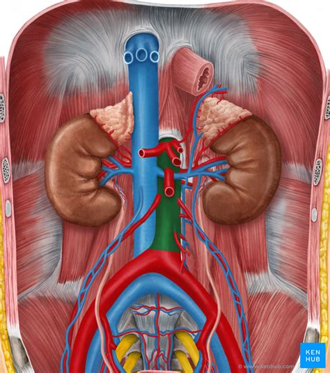 Anatomy Of The Abdomen