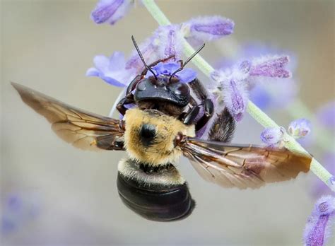 Louisiana Art Science Museum Opens Wild Bees In Colonnade Gallery