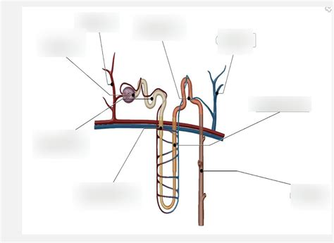 Nephron Diagram Quizlet