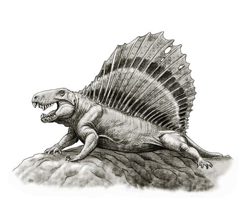 Dimetrodon By Gonzalezaurus On Deviantart