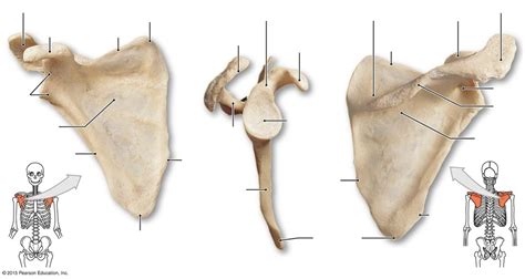 pectoral girdle diagram Diagram | Quizlet