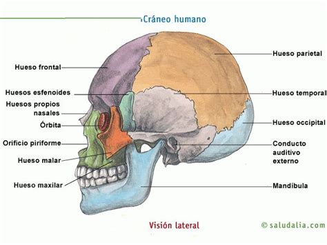 Craneo Huesos Buscar Con Google Anatomy Bones Human Skeleton