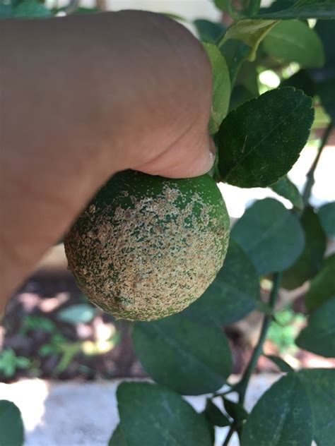 Citrus Rust Mite From Vivekanandapuram Cdm Road Secunderabad Tg In