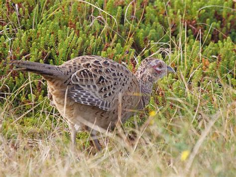 Jagdfasan Jagdfasan Phasianus Colchicus C Hermann Daum